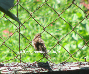 bird-on-a-wire-fence.jpg